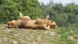 A picture of the Yorkshire Wildlife Park Wallpaper