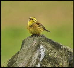 Singing Yellowhammer