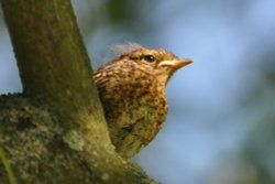 Robin chick Wallpaper