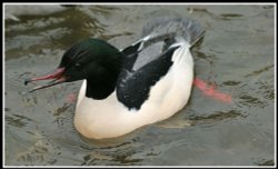 Goosander Wallpaper