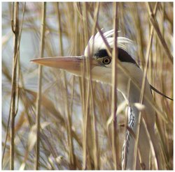 Heron In Long Grass Wallpaper