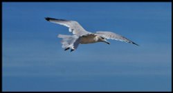 Flying Gull Wallpaper