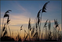 Reeds in the sunset Wallpaper