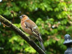 Chaffinch Wallpaper