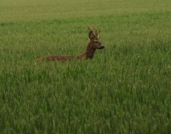 Roe Deer Wallpaper