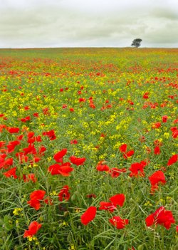 Poppys and Oilseed rape