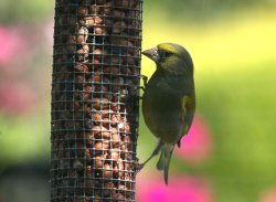 Greenfinch. Wallpaper