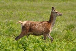 Red Deer Wallpaper