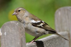 Female Chaffinch Wallpaper