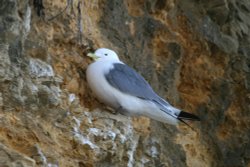 Kittiwake. Wallpaper