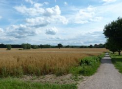 Cornfield Wallpaper