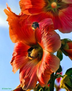 Cottage gardens