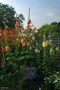 Cottage Gardens