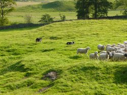 Border Collies keeping a watchful eye... Wallpaper