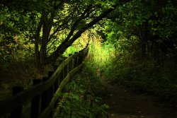 Woodland Path Wallpaper