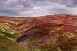 Whitendale Hanging Stones Wallpaper