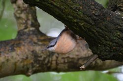 Nuthatch Wallpaper