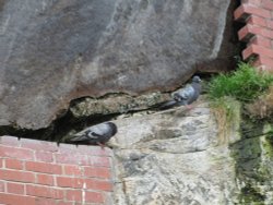 Headless Pigeon Wallpaper