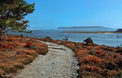 Arne RSPB Reserve Wallpaper