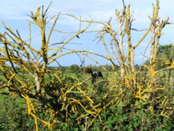 Lichen View Horses Wallpaper