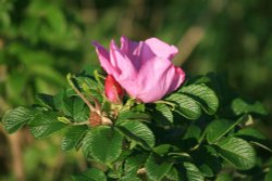 Wild Rose seen along the Coastal Path at Whitburn. Wallpaper