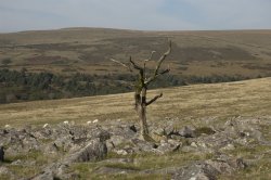 Lone Tree