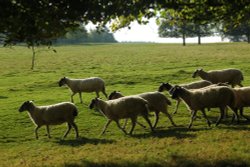 Sheep on the Chatsworth Estate Wallpaper