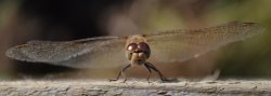 Common Darter Wallpaper