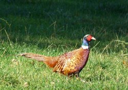 Pheasant Wallpaper