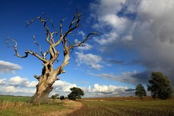 Trees and farmland Wallpaper