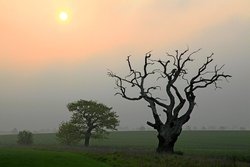 Trees and mist Wallpaper