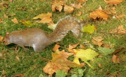 Squirrel in St James Park Wallpaper