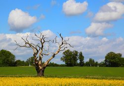 Trees and Oil Seed Rape Wallpaper