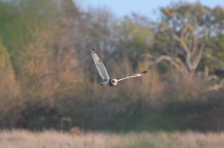 Short Eared Owl Wallpaper