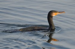 Cormorant Wallpaper