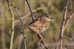 Dunnock Wallpaper