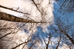 Coniston trees Wallpaper