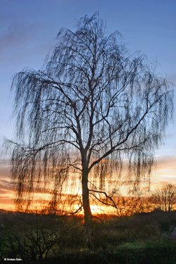 Stour Valley Winter, Shiilingstone.