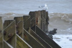 Groyne Wallpaper