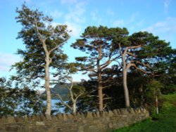 Pines on the Lump Wallpaper