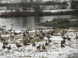 Irthlingborough wildlife Wallpaper