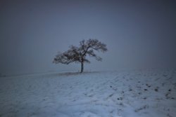 That'll be quite All White,Trundle Hill, Goodwood, West Sussex