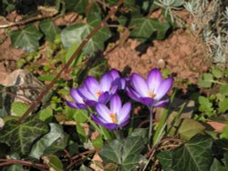 Flowers in rock walk Torquay Wallpaper