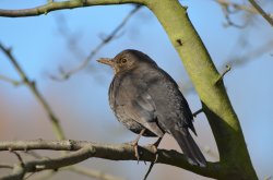 Blackbird at Watermead Park Wallpaper