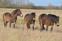 Exmoor Ponies Wallpaper