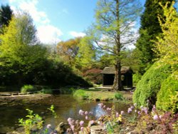 Springtime in the Japanese Garden Wallpaper