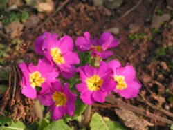 Abbey Park Polyantha, Torquay