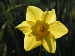 Abbey Park Daffodil, Torquay, Devon Wallpaper