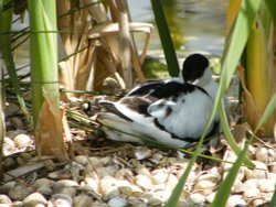 Nesting Avocet Wallpaper