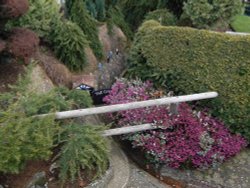 Model of the top entrance of Shanklin Chine. Wallpaper